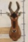 RED HARTEBEEST Shoulder Mount
