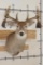 Big Non-Typical 15-Point WHITETAIL DEER Shoulder Mount