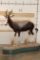 *TEXAS RESIDENTS ONLY* Life-sized BONTEBOK on a Base with Wheels
