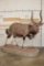Big Life-sized NYALA on a Base with a HYENA Skull and Wheels