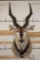XXL LORD DERBY ELAND Shoulder Mount