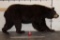 Life-sized CINNAMON PHASE BLACK BEAR on Bolts