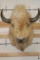 *Very Rare* WHITE AMERICAN BISON or BUFFALO Shoulder Mount