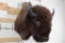 XL BUFFALO/BISON Shoulder Mount
