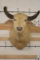 *Very Rare* WHITE or ALBINO WATER BUFFALO Shoulder Mount