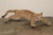 Life-sized Juvenile/Adolescent MOUNTAIN LION or COUGAR with No Base