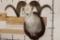 Massive STONE SHEEP Shoulder Mount with modified (lengthened) Horns on a Wood Plaque