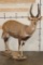 Life-sized CAPE BUSHBUCK with XL Horns