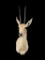 *Trophy Size* GREY or VAAL RHEBOK Shoulder Mount