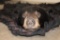 Double Felted BLACK BEAR Rug with its Mounted Head and All its Claws
