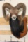 Big MOUFLON with Modified Horns modeled after Ram taken at the Real Ranch in Utopia, Texas