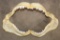 *Rarely Seen* TIGER SHARK Jaw with Razor Sharp Serrated Teeth