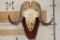 MUSK OX Skull on a Wooden Wall Pedestal