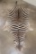 Soft and Pliable ZEBRA Hide