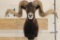 Big BLACK HAWAIIAN RAM Shoulder Mount