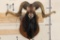 BLACK HAWAIIAN SHEEP Ram Shoulder Mount on a Wooden Plaque