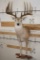 Half-body WHITETAIL DEER Mount with Reproduction Antlers after the 
