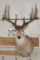 11-Point WHITETAIL Shoulder Mount with a 176 3/8 Boone and Crockett Score