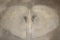 Big Pair of African ELEPHANT Ears