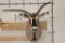 *TEXAS RESIDENTS ONLY* FRINGE-EARED ORYX Shoulder Mount with a Unique Horn Deformity