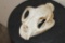 MOUNTAIN LION or COUGAR Skull with All its Teeth