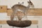 Life-sized GUNTHER'S DIK-DIK on a Wall Hanging Base