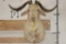 CATALINA GOAT Shoulder Mount