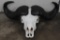 CAPE BUFFALO Skull