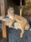 Large *New* Life-sized SPOTTED BOBCAT Mounted on a Limb
