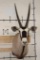 GEMSBOK Shoulder Mount