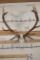 XL 14-Point ELK Skull with All its Teeth