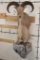 Half-body AOUDAD on a Simulated Rock Base