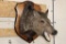 JAVELINA Shoulder Mount on a Wooden Plaque