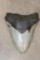 Big MEGALODON SHARK Tooth Fossil