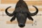 CAPE BUFFALO Shoulder Mount