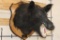 WILD BOAR or HOG Shoulder Mount on a Wooden Plaque
