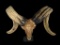 Beautiful Hand-carved Indonesian GARUT SHEEP/RAM Skull