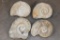 (4) AMMONITE FOSSIL Specimens from Morocco (ONE$)