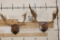 (2) FALLOW DEER Racks on Wooden Plaques (ONE$)