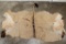 LORD DERBY ELAND Back Hide