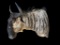 *Rare* WHITE-BEARDED GNU Shoulder Mount