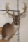12-Point WHITETAIL DEER Shoulder Mount