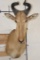 LICHTENSTEIN'S HARTEBEEST Shoulder Mount