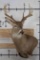9-Point WHITETAIL DEER Wall Pedestal