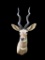 Huge LESSER KUDU Shoulder Mount with Record Book Horns