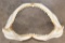 Big SHARK Jaws with Rows of Razor Sharp Teeth