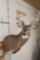 10-Point WHITETAIL DEER Shoulder Mount
