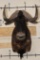 BLACK WILDEBEEST Shoulder Mount
