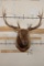 12-Point ELK Shoulder Mount with Removable Antlers