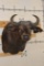 Young CAPE BUFFALO Shoulder Mount